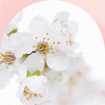 2026中学入試・合格速報！